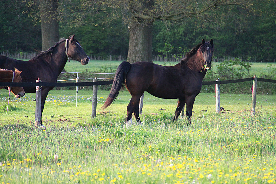 Voorbeeldfoto: Welsh Cob Babe
